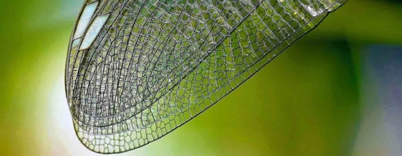 Bionik- Innovationen aus der Natur